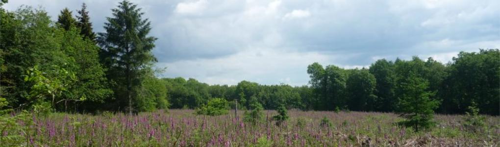 Foxgloves Staple Hill rev a