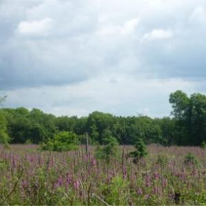 Foxgloves Staple Hill rev a