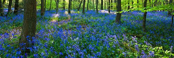 Bluebells covering the Forest Floor